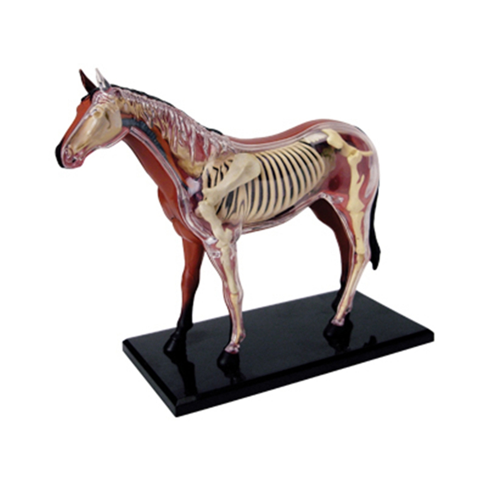 Model anatomiczny narządów zwi – Science Toys Diy recenzja i cena